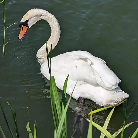 Guest house Fazekas Vendeghaz 3*