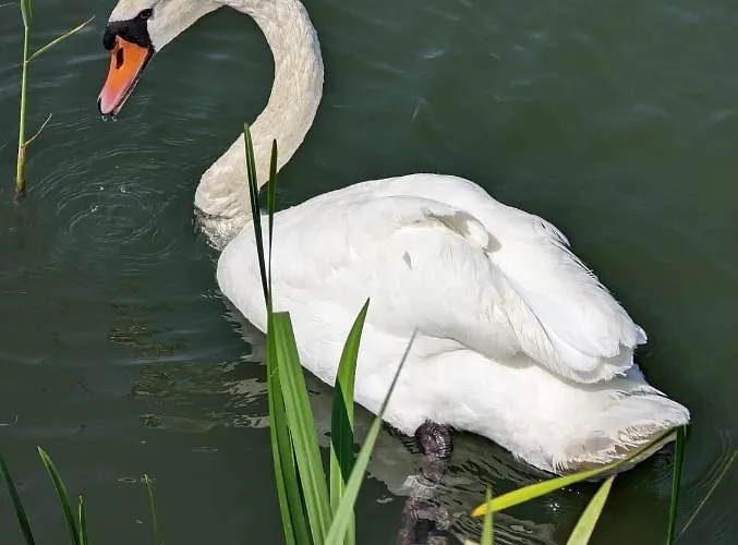 Penzion Fazekas Vendeghaz 3*